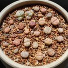 Lithops Rare Succulents Living Stones 800 Seeds & 16 Plants (0.5’’) Beginner Friendly For Garden