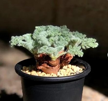 1 Caudex Pelargonium Appendiculatum Foot Hottentot bread Live Plant Rare Succulent For Garden