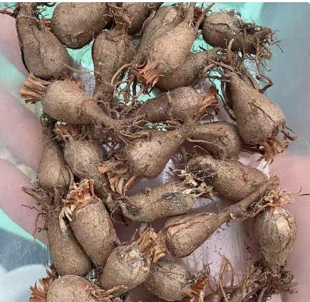 Live Plant Rare Succulent 2 Caudex Pelargonium Appendiculatum Foot Hottentot bread For Garden