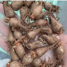 Live Plant Rare Succulent 2 Caudex Pelargonium Appendiculatum Foot Hottentot bread For Garden