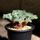 Live Plant Rare Succulent 4 Caudex Pelargonium Appendiculatum Foot Hottentot bread For Garden
