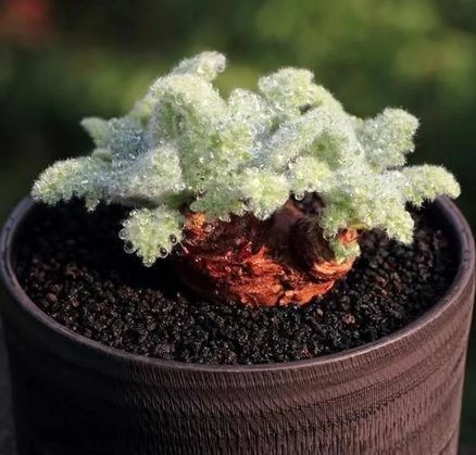 Live Plant Rare Pelargonium Appendiculatum Succulent 12 CaudexFoot Hottentot bread For Garden