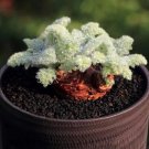 Live Plant Rare Pelargonium Appendiculatum Succulent 12 CaudexFoot Hottentot bread For Garden