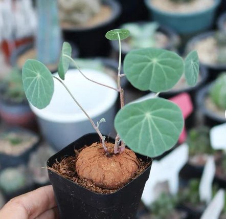 1 Live Plant Stephania Erecta (1.2", Caudex with few leaves) For Garden