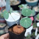 1 Live Plant Stephania Erecta (1.2", Caudex with few leaves) For Garden