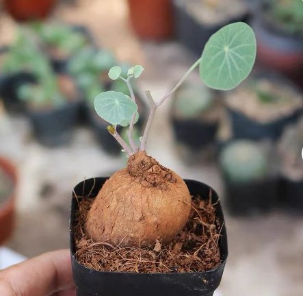 Stephania Erecta (1.2", Caudex with few leaves) 2 Live Plant For Garden