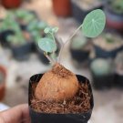 Stephania Erecta (1.2", Caudex with few leaves) 2 Live Plant For Garden
