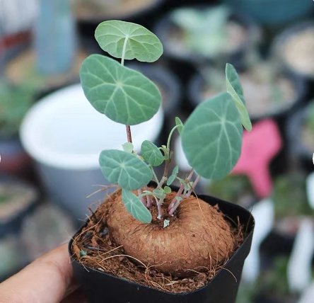 Stephania Erecta 4 Live Plant (1.2", Caudex with few leaves) For Garden