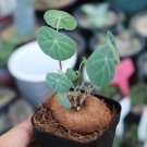 Stephania Erecta 4 Live Plant (1.2", Caudex with few leaves) For Garden