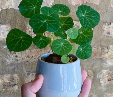 8 Stephania Erecta Live Plant (1.2", Caudex with few leaves) For Garden