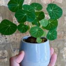 8 Stephania Erecta Live Plant (1.2", Caudex with few leaves) For Garden