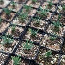Astrophytum Caput Medusae Silver Surface 2 Live Plant Rare Caudex Succulent For Garden