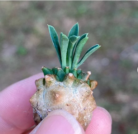 1 Live Plant Astrophytum Caput Medusae Silver Surface, Rare Caudex Succulent For Garden