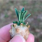 1 Live Plant Astrophytum Caput Medusae Silver Surface, Rare Caudex Succulent For Garden