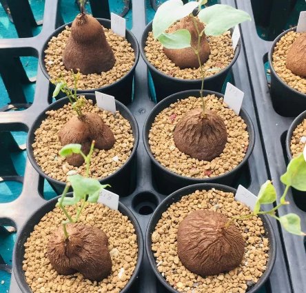 1 Caudex-Dioscorea sylvatica Elephant's Foot, Hottentot bread Succulent For Garden