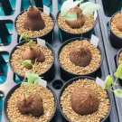1 Caudex-Dioscorea sylvatica Elephant's Foot, Hottentot bread Succulent For Garden