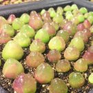 1 Live Plant Conophytum burgeri|Rare Succulents, Cute Plants For Garden
