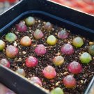 Conophytum burgeri|Rare Succulents, Cute Plants 2 Live Plant For Garden