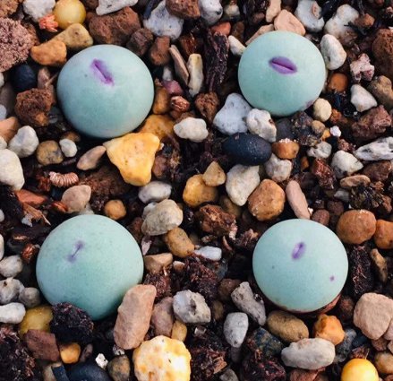 1 Live Plant Conophytum pageae Red Lips, Rare Succulents For Garden
