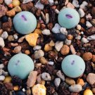 1 Live Plant Conophytum pageae Red Lips, Rare Succulents For Garden