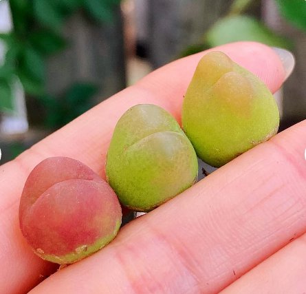 1 Live Plant Conophytum Maughanii Rare Succulents For Garden