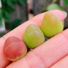1 Live Plant Conophytum Maughanii Rare Succulents For Garden