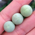 Rare Succulents Conophytum Calculus 4 Live Plant For Garden