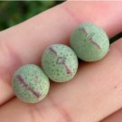 Rare Succulents Conophytum bilobum 4 Live Plant (0.35“, Red Lips) For Garden