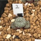 1 Plant Conophytum bilobum Live Plant (0.35“, Red Lips) Rare Succulents For Garden