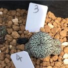 Rare Succulents 1 Plant Conophytum Bilobum Live Plant (0.35“, Red Lips) For Garden