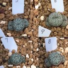 1 Rare Succulents Plant Conophytum Bilobum Live Plant (0.35“, Red Lips) For Garden