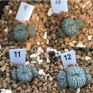1 Live Plant Conophytum Bilobum Rare Succulents #11 (0.35“, Red Lips) For Garden