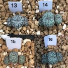 Bilobum Rare Conophytum #15 (0.35“, Red Lips) Succulents 1 Live Plant For Garden