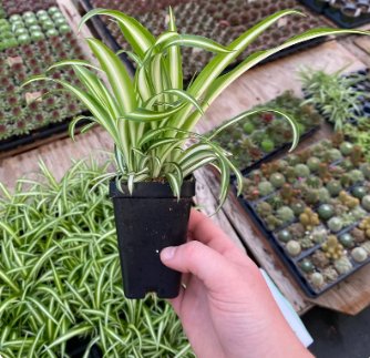 3 Cutting Spider Plant Live Rooted Houseplant For Garden