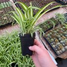 3 Cutting Spider Plant Live Rooted Houseplant For Garden