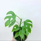 Rhaphidophora Tetrasperma Exotic Tropical Plant Mini Monstera Seeds
