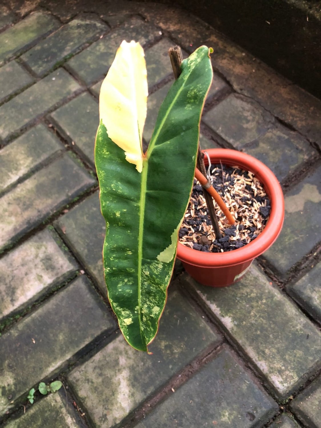 Philodendron Billietiae Variegated 1 Leaf Really Beautiful Plant Home Garden