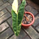 Philodendron Billietiae Variegated 1 Leaf Really Beautiful Plant Home Garden