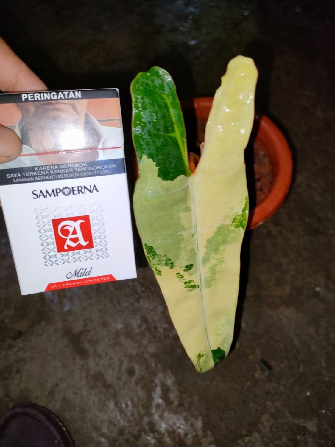 Rare Variegated Philodendron Billietiae 1 Leaf Plant Collection