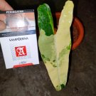 Rare Variegated Philodendron Billietiae 1 Leaf Plant Collection