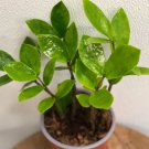 1 Plant Live Zamioculcas Zamiifolia Evergreen Houseplant