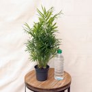 1 Plant Live Parlor Palm Chamaedorea Elegans Neanthe Bella Evergreen houseplant