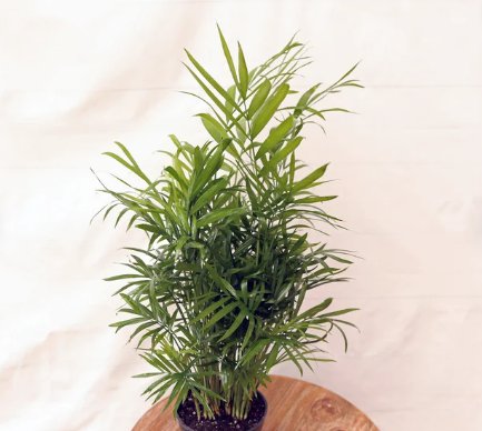 1 Parlor Palm Chamaedorea Elegans Neanthe Plant Live Bella Evergreen houseplant