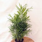 1 Parlor Palm Chamaedorea Elegans Neanthe Plant Live Bella Evergreen houseplant
