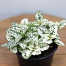 1 Live Plant Hypoestes in 4" Growers Pot For Garden And House