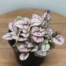 1 Live Plant in 4" Growers Pot For Garden And House Hypoestes