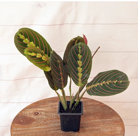 1 Live Plant Red Maranta Prayer Plant Vine Houseplant