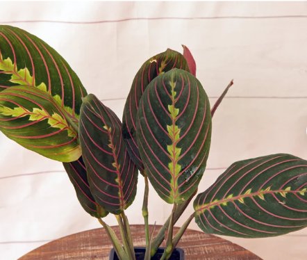 Red Maranta Prayer Plant Vine 1 Live Plant Houseplant