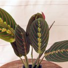Red Maranta Prayer Plant Vine 1 Live Plant Houseplant