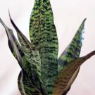 1 Live Plant Sansevieria Snake Plant houseplant